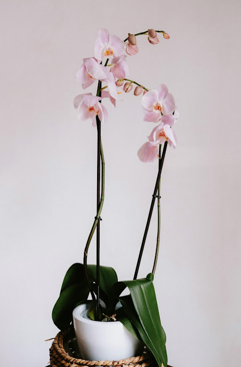 Orchid in a  ceramic vase